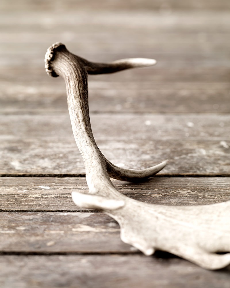 Mindre ben og gevirer giver et råt, naturligt udtryk til din bolig